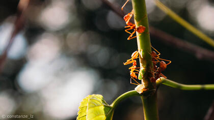 Formicidae.02