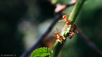 The ant is knowing and wise, but he doesn’t know enough to take a vacation. – Clarence Day