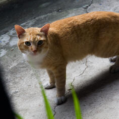 Gato