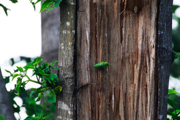 Wandering Verdant