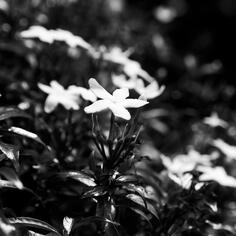 Daisies