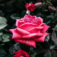 Vibrant Rose