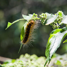 Lymantria dispar